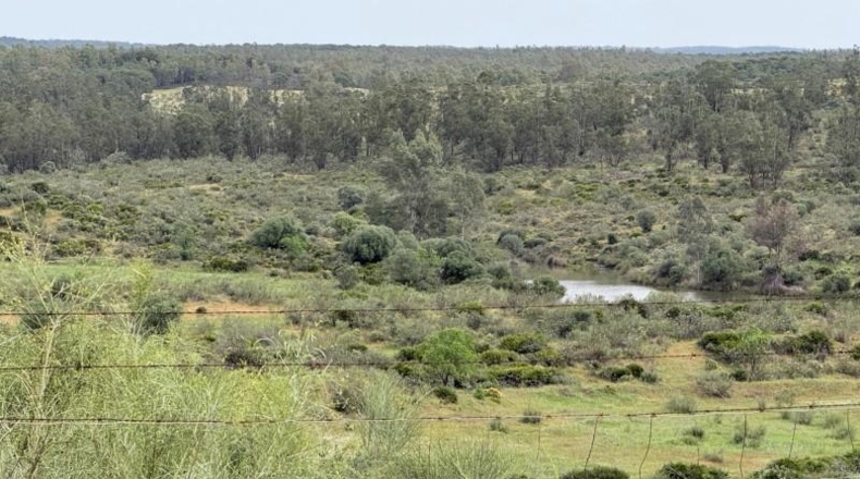 Huelva - Niebla - 16000m2