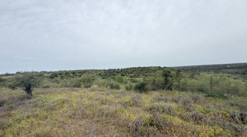 Huelva - Niebla - 16000m2
