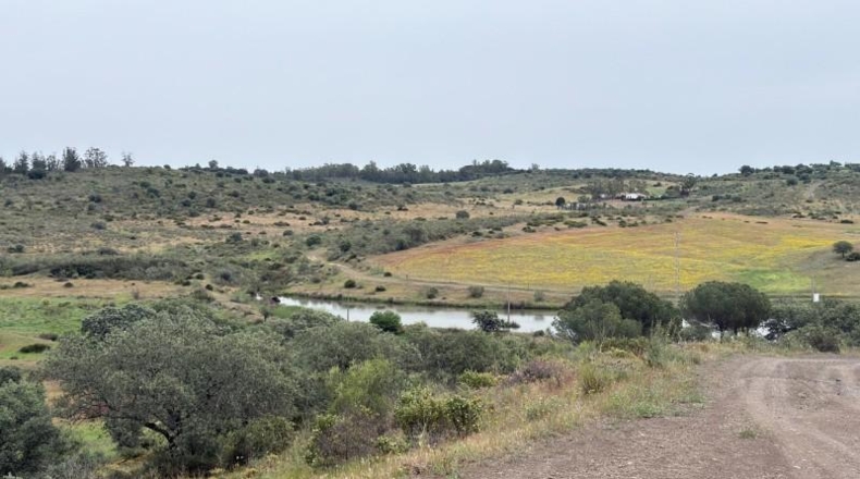 Huelva - Niebla - 16000m2