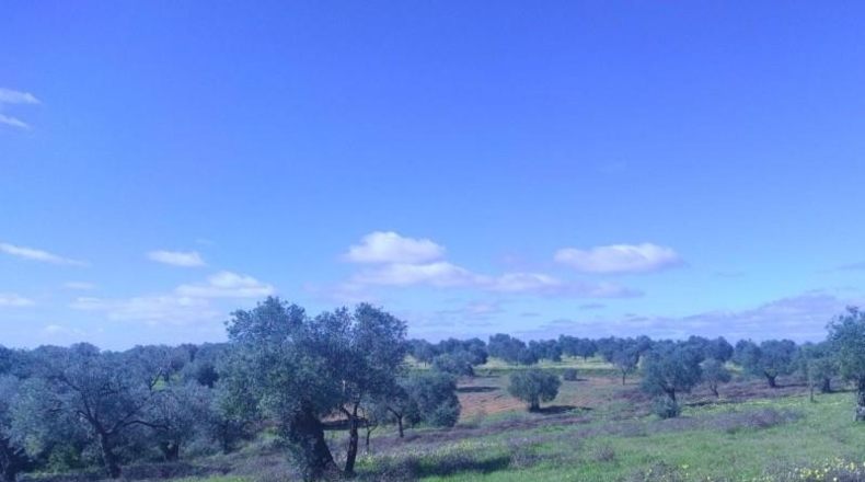Huelva - Niebla - 16000m2
