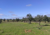 Terreno no urbanizable en venta en la España, Niebla, ref: TR403778 foto