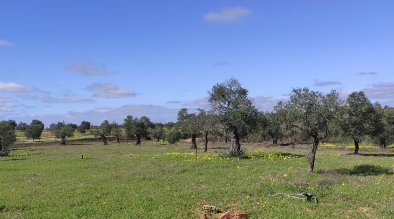 Huelva - Niebla - 16000m2