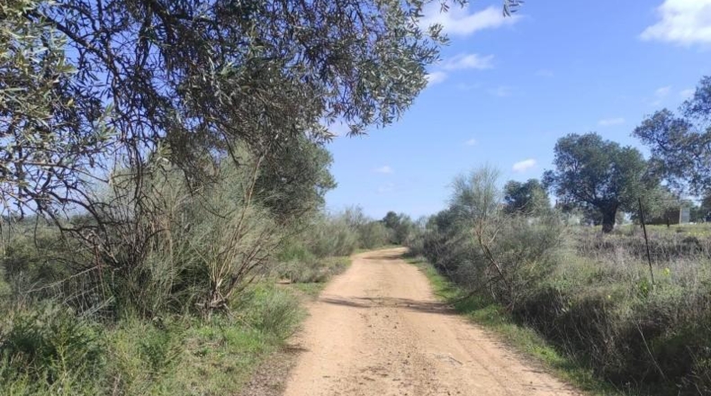 Huelva - Niebla - 16000m2