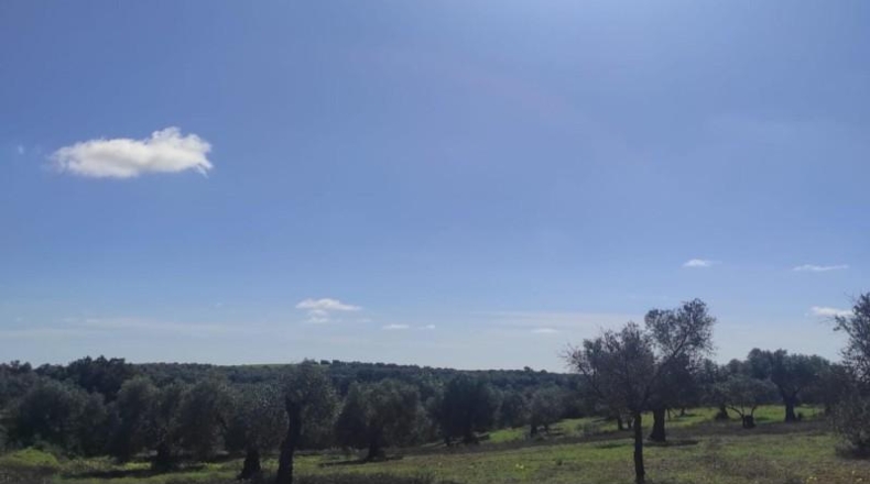 Huelva - Niebla - 16000m2