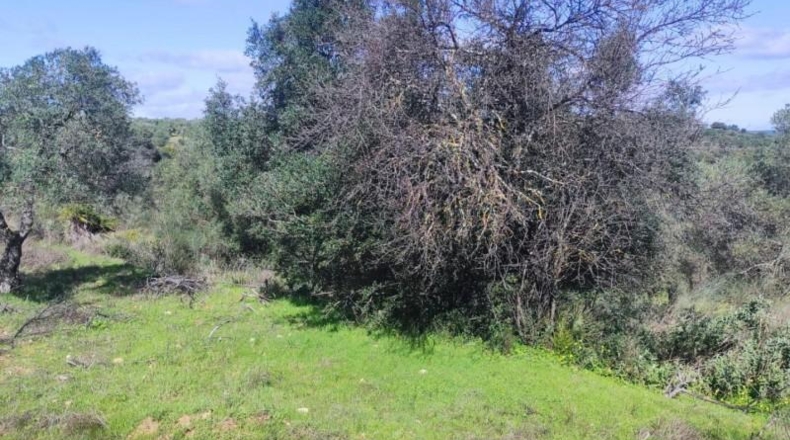 Huelva - Niebla - 16000m2