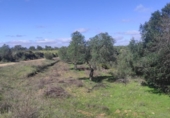 Terreno no urbanizable en venta en la España, Niebla, ref: TR403778 foto