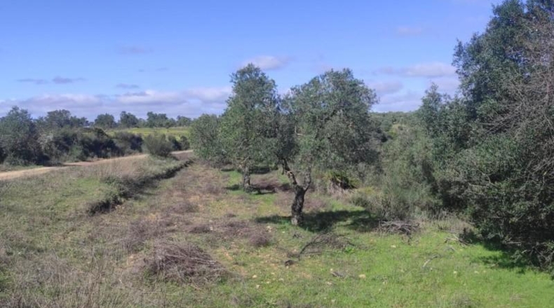 Huelva - Niebla - 16000m2