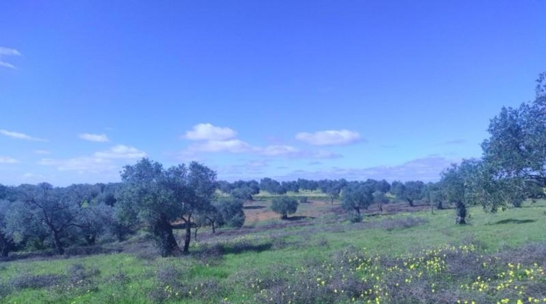 Huelva - Niebla - 16000m2