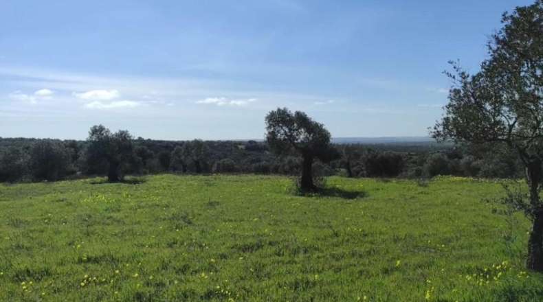 Huelva - Niebla - 16000m2