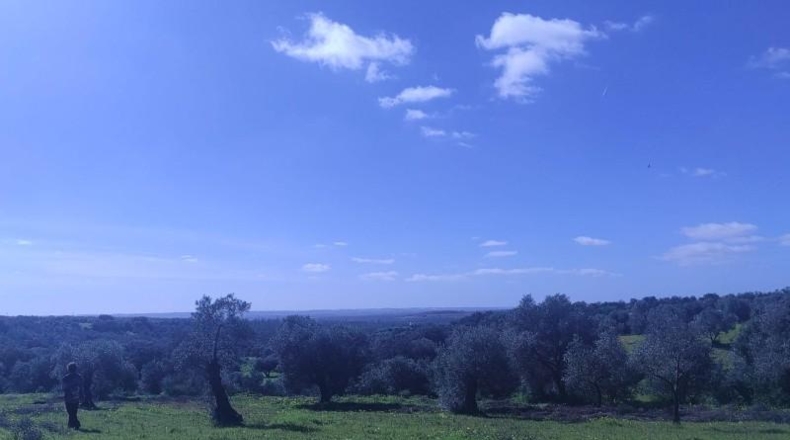 Huelva - Niebla - 16000m2