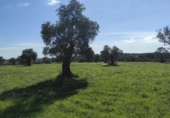 Terreno no urbanizable en venta en la España, Niebla, ref: TR403778 foto