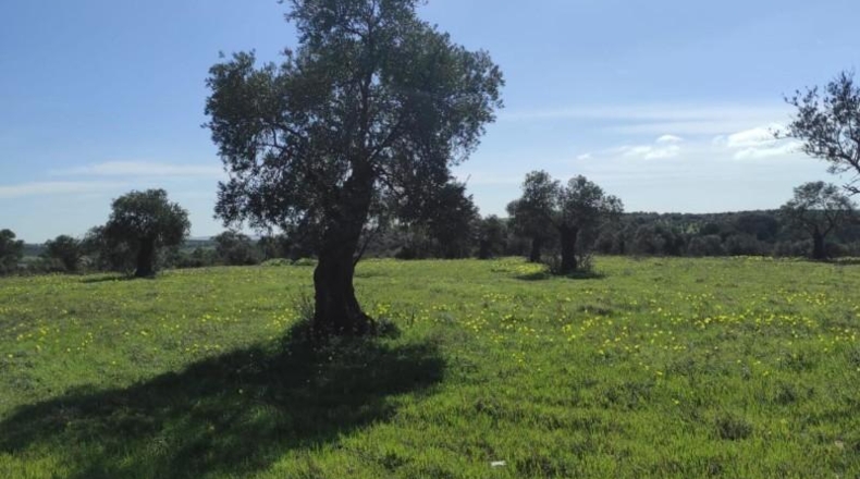 Huelva - Niebla - 16000m2