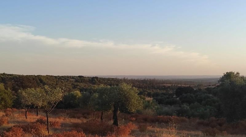 Huelva - Niebla - 16000m2