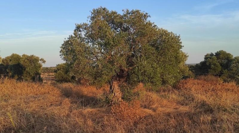 Huelva - Niebla - 16000m2