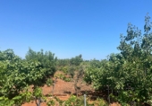 Terreno no urbanizable en venta en la España, Dénia, ref: TR415880 foto