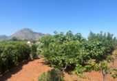 Terreno no urbanizable en venta en la España, Dénia, ref: TR415880 foto