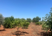 Terreno no urbanizable en venta en la España, Dénia, ref: TR415880 foto