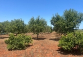 Terreno no urbanizable en venta en la España, Dénia, ref: TR415880 foto