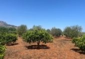 Terreno no urbanizable en venta en la España, Dénia, ref: TR415880 foto