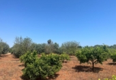 Terreno no urbanizable en venta en la España, Dénia, ref: TR415880 foto