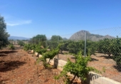 Terreno no urbanizable en venta en la España, Dénia, ref: TR415880 foto