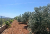 Terreno no urbanizable en venta en la España, Dénia, ref: TR415880 foto