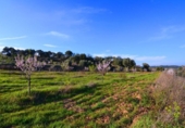 Terreno no urbanizable en venta en la España, Gandesa, ref: TR415883 foto