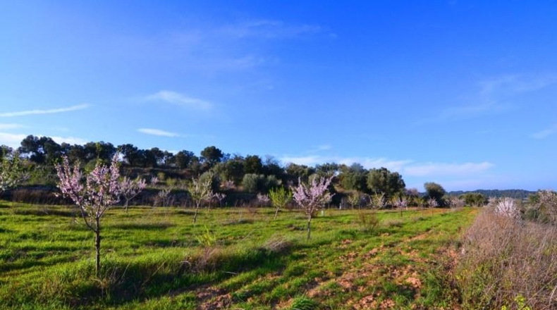 Tarragona - Gandesa - 27137m2