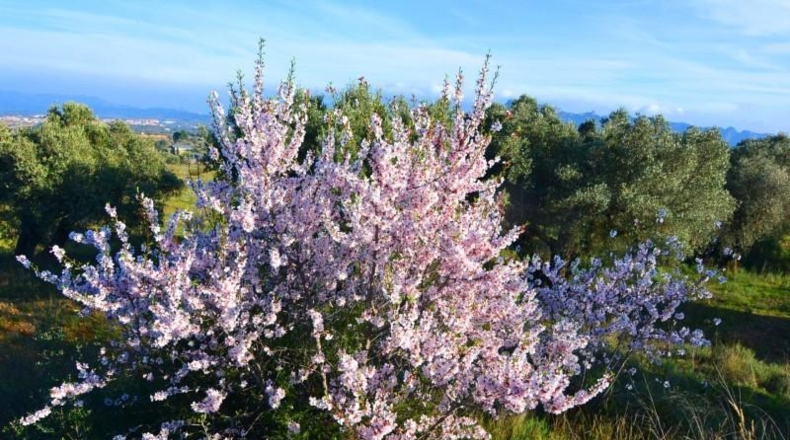 Tarragona - Gandesa - 27137m2