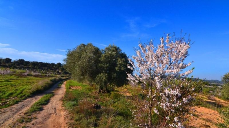 Tarragona - Gandesa - 27137m2