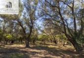Terreno no urbanizable en venta en la España, Talará, ref: TR415884 foto
