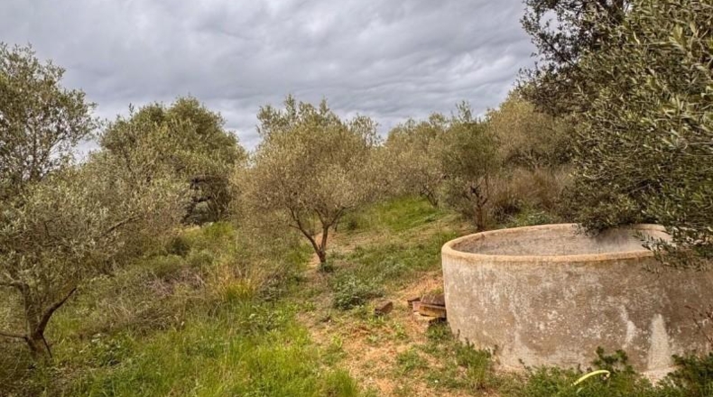 Tarragona - Alforja - 8390m2