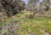 Terreno no urbanizable en venta en la España, Alforja, ref: TR241024 foto