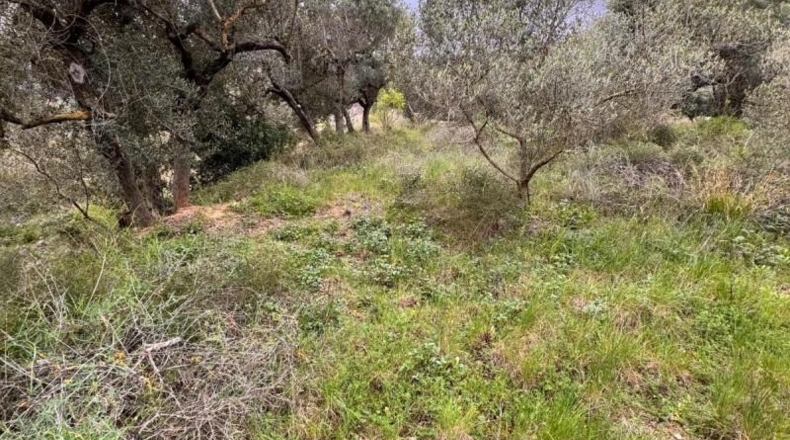 Tarragona - Alforja - 8390m2