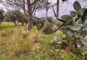 Terreno no urbanizable en venta en la España, Alforja, ref: TR241024 foto