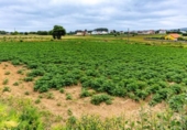 Sòl urbà en venda a la España, San Roque, ref.: TR415900 foto