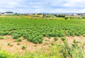 San Roque 1889&nbsp;m² 