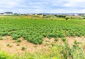 Sòl urbà en venda a la España, San Roque, ref.: TR415900 foto