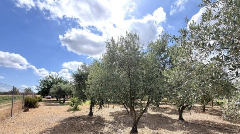 Badajoz - Medellín - 3800m2