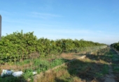 Parcel·la urbanitzable en venda a la España, Oliva, ref.: TR348600 foto