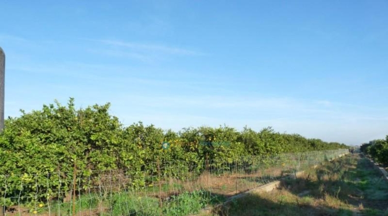 Valencia - Oliva - 14707m2