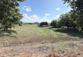 Chalet independiente con terreno en venta en la España, Huelva, ref: TR411320 foto