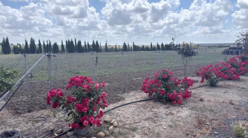 Huelva - San Juan del Puerto - 24092m2