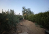 Detached villa with land for sale on España, Villalba del Alcor, ref: TR142206 photo