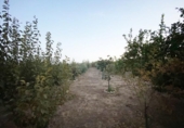 Detached villa with land for sale on España, Villalba del Alcor, ref: TR142206 photo