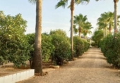 Detached villa with land for sale on España, Villalba del Alcor, ref: TR142206 photo
