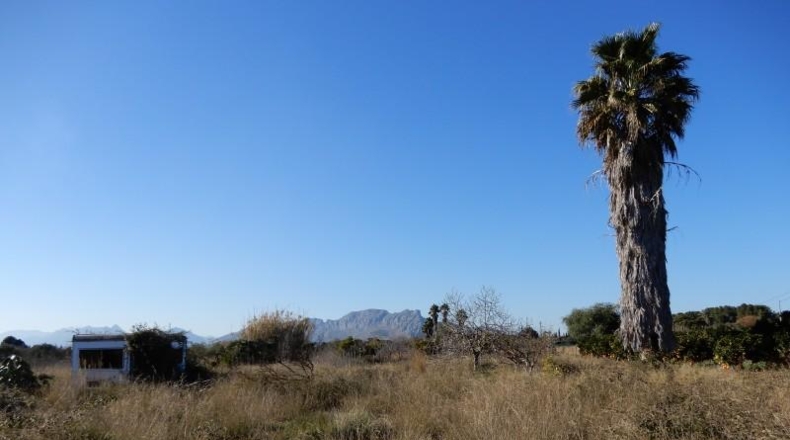 Alicante - Pedreguer - 10004m2