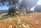 Terreno no urbanizable en venta en la España, Vejer de la Frontera, ref: TR416027 foto