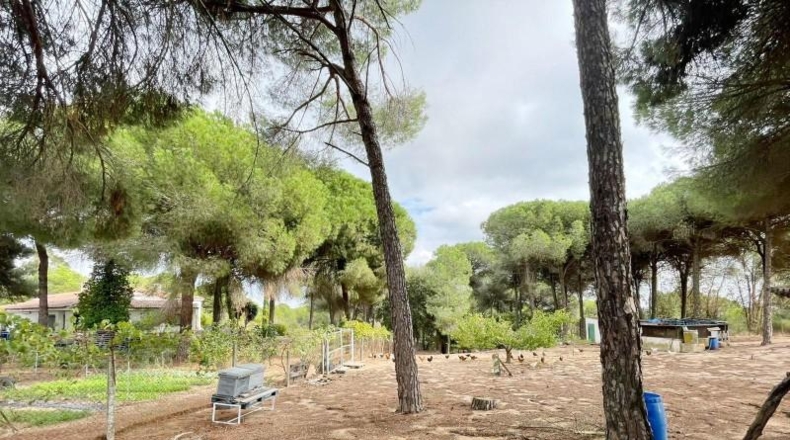 Huelva - Beas - 10000m2