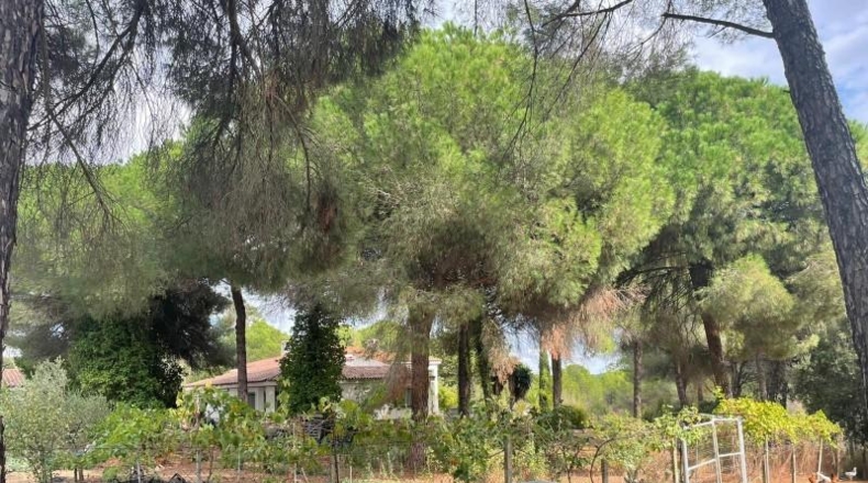 Huelva - Beas - 10000m2